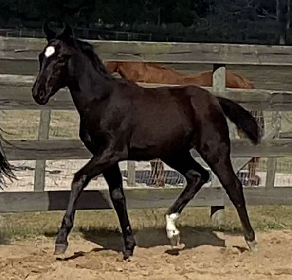 ahs-hanoverian-unborn-foal