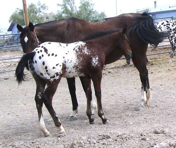 5-panel-neg-nevada-appaloosa-horse