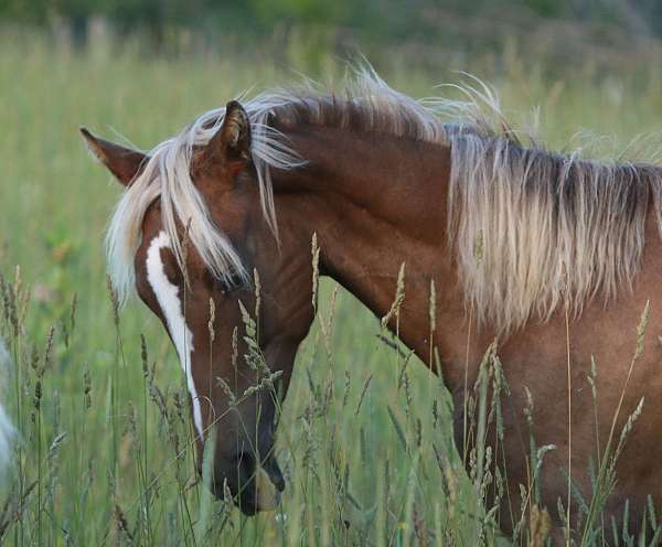 silver-bay-with-blaze-horse