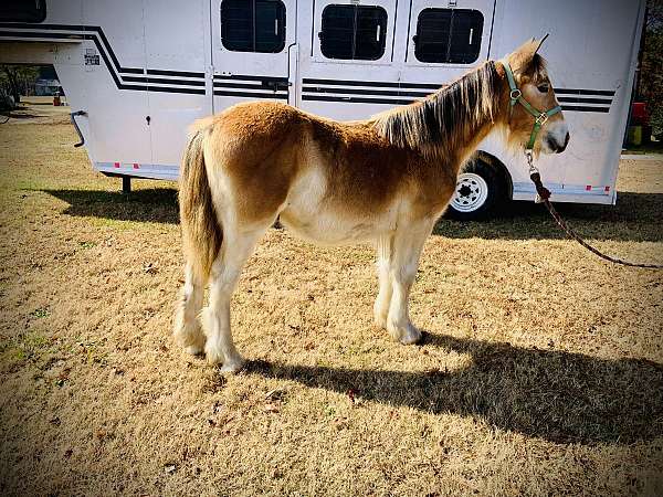 gypsy-vanner-haflinger-horse-for-sale