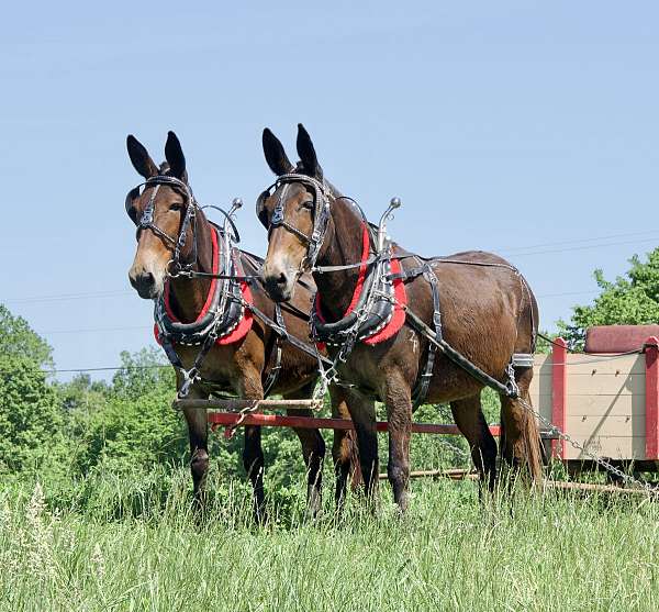 farm-mule