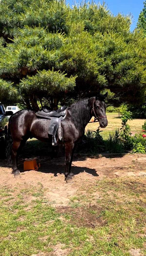 black-gelding-for-sale