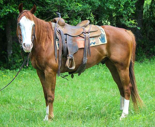 sorrel-flashy-trail-horse