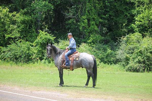 blue-roan-roan-ranch-trail-horse