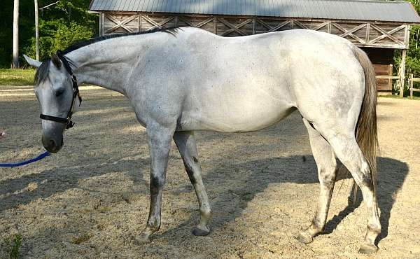 ottb-thoroughbred-horse