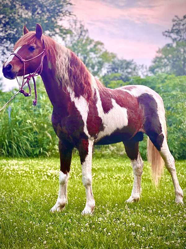 pinto-red-roan-paint-pony