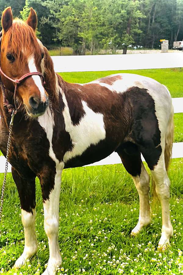 pinto-welsh-pony-stallion