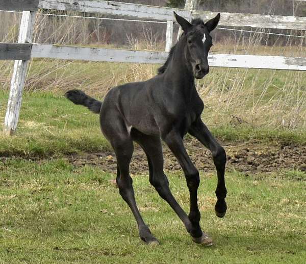 youth-filly-stallion