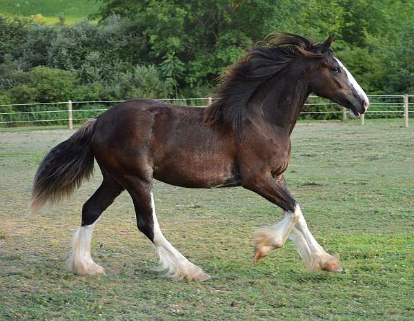 four-high-white-stockings-horse