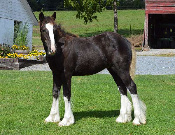 sabino-four-high-white-stockings-horse