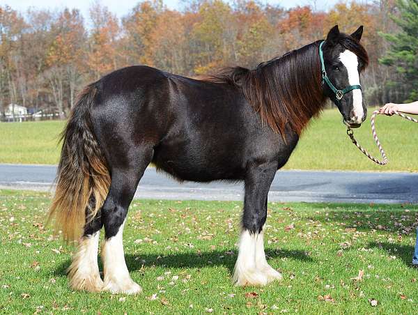 sabino-four-high-white-stockings-horse