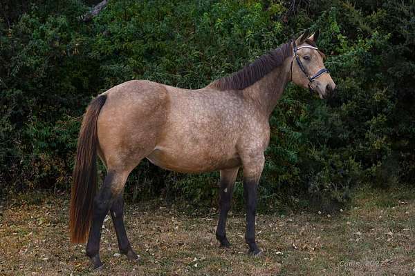 buckskin-westphalian-mare