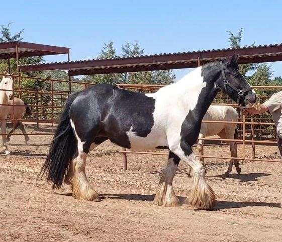 gypsy-vanner-mare