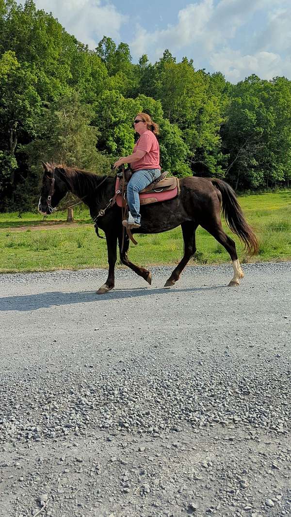 trail-horse-tennessee-walking