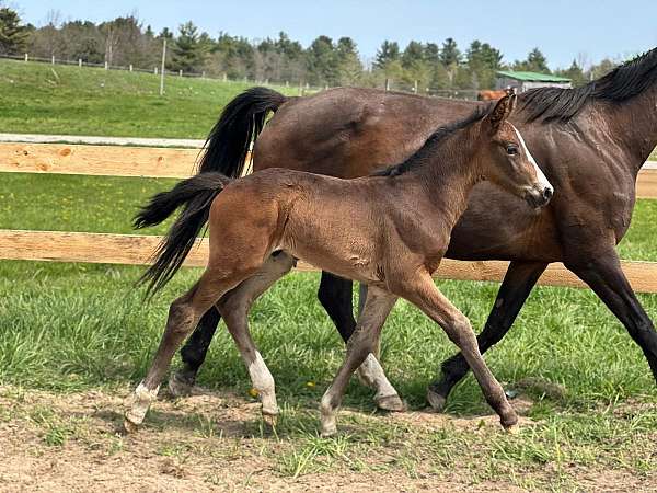 amateur-friendly-hanoverian-horse