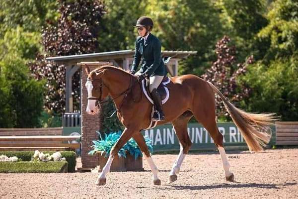 balou-hanoverian-horse