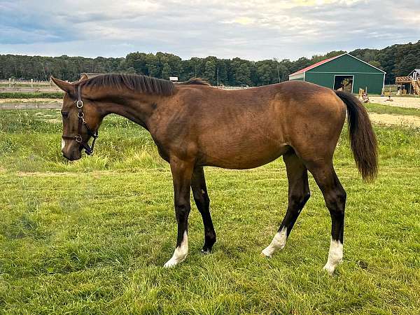 beau-hanoverian-horse