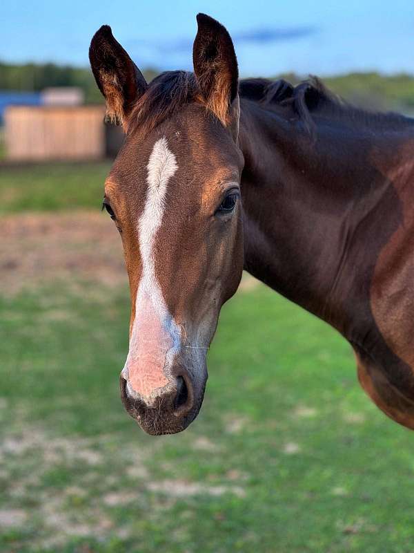 board-hanoverian-horse