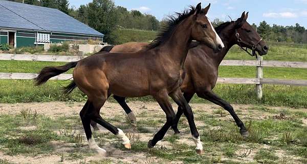 approved-hanoverian-horse