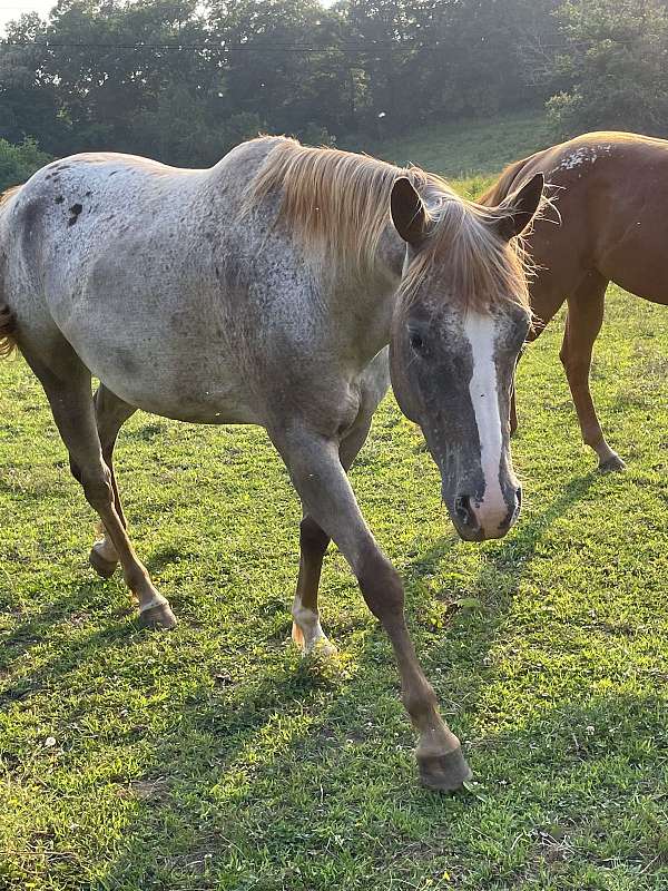 appaloosa-mare-horse
