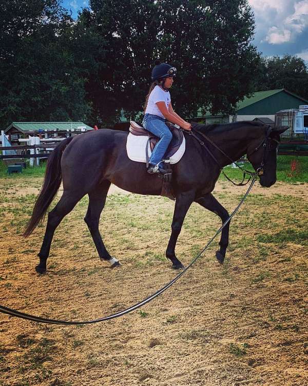 dappled-thoroughbred-horse