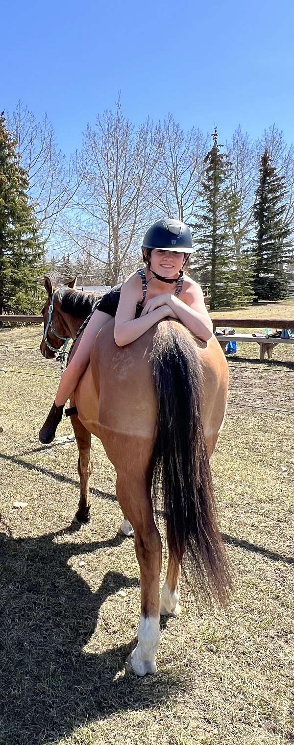 best-canadian-horse
