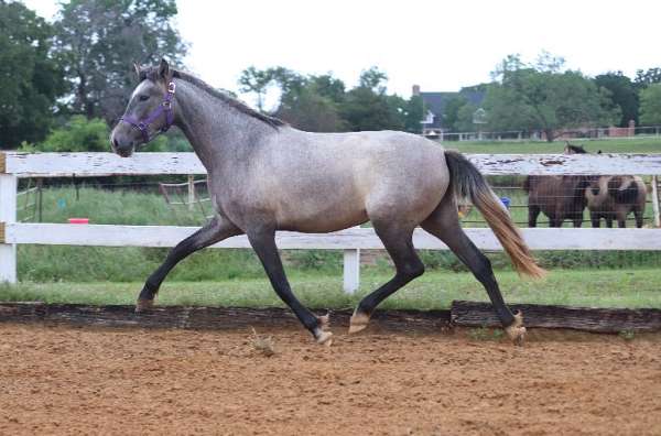 futurity-andalusian-horse