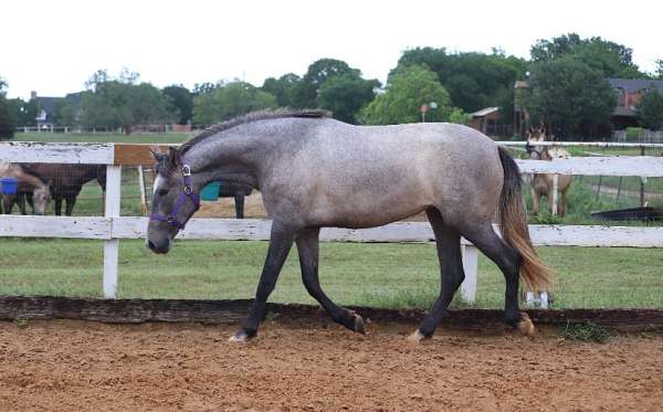 gifted-andalusian-horse