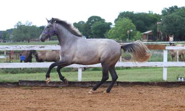 looks-andalusian-horse