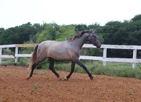 nationals-andalusian-horse