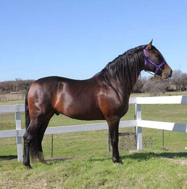 show-pleasure-andalusian-horse