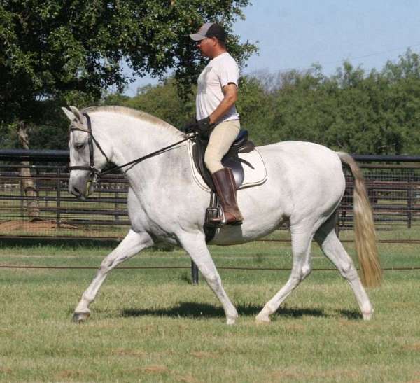 show-pleasure-driving-andalusian-horse