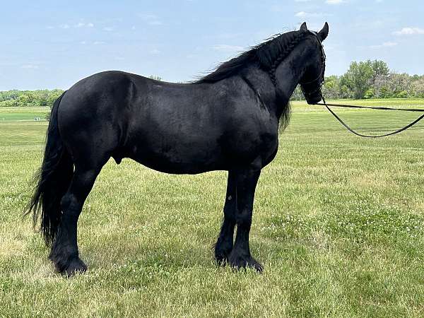 beauty-friesian-horse