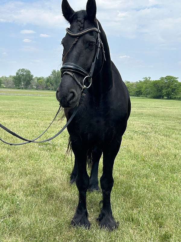 black-beauty-friesian-horse