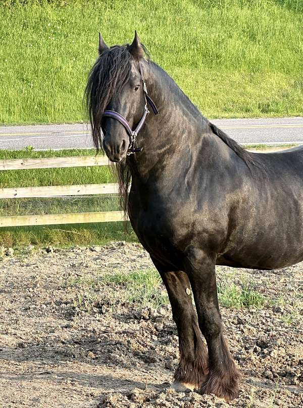 double-registered-friesian-horse