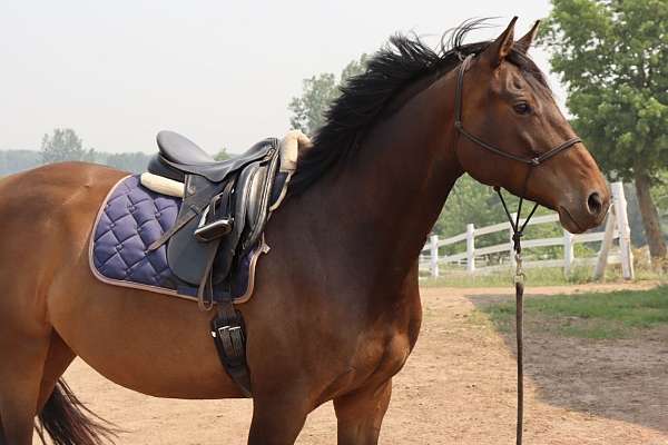 beautiful-oldenburg-horse