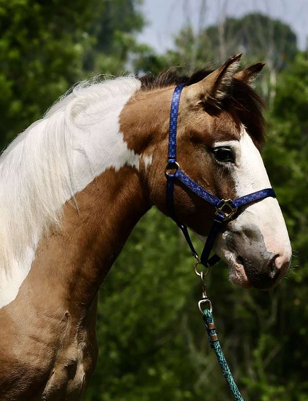 dun-w-blk-points-gypsy-vanner-for-sale
