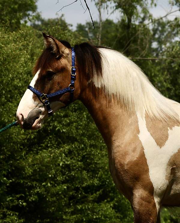 driving-gypsy-vanner-horse