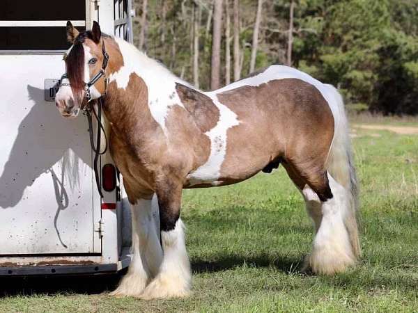 homozygous-black-gypsy-vanner-horse