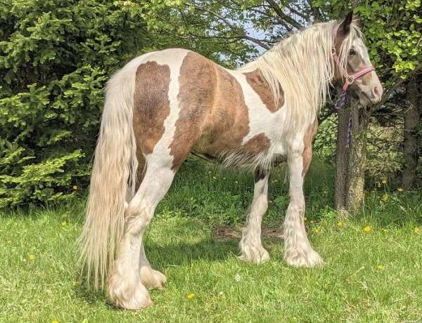 possible-roan-horse