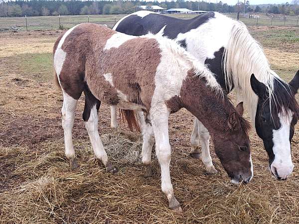 tobiano-mfthba-colt