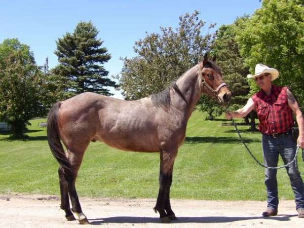 bay-roan-star-right-hind-pastern-horse