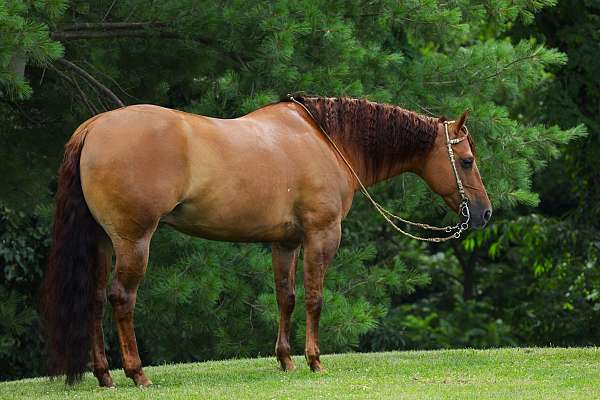 dun-palomino-gelding-stallion