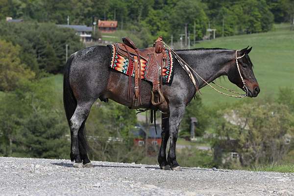 blue-roan-quarter-horse-gelding