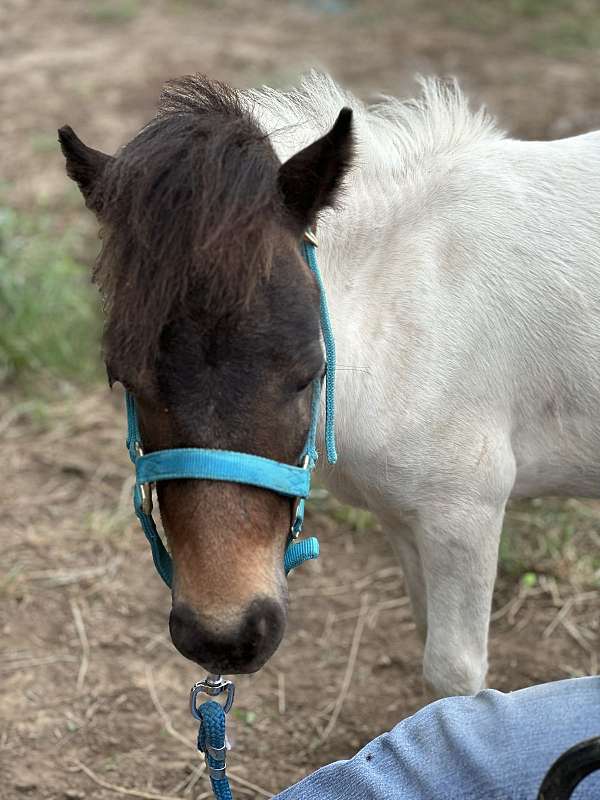 pinto-bay-head-butt-side-spot-horse