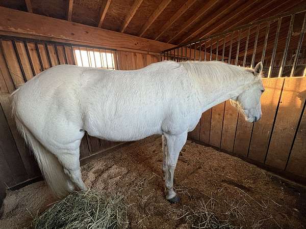 reining-appendix-horse