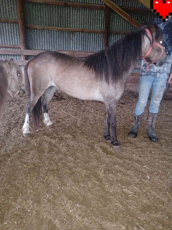 shetland-pony-mare