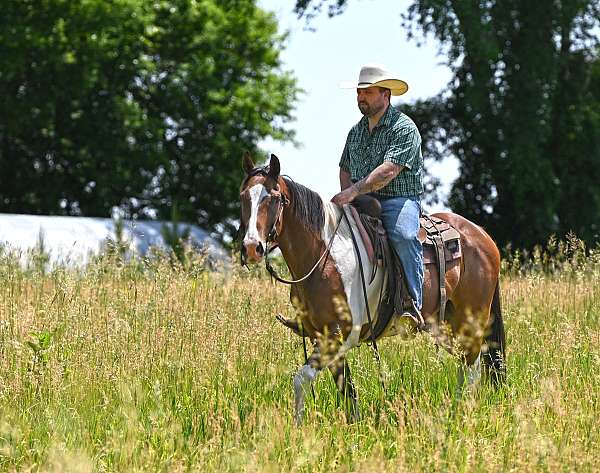 ridden-western-paint-horse