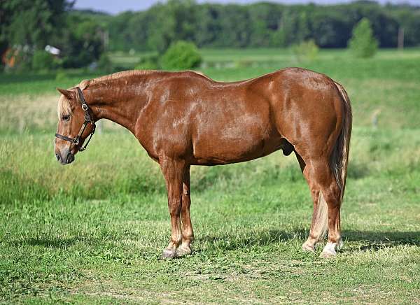 western-riding-draft-horse
