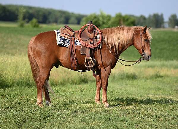 working-cow-draft-horse